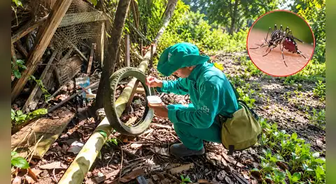 Fenómeno El Niño podría elevar el riesgo de dengue en Amazonas: Diresa advierte sobre nuevos criaderos