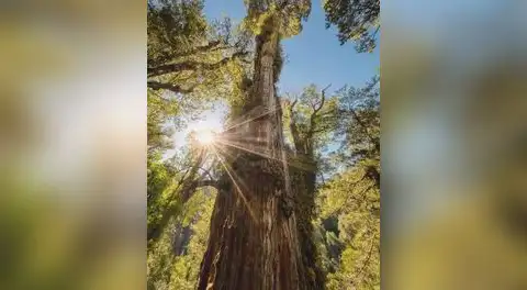 El árbol más antiguo del mundo está en América Latina: tiene más de 5.400 años y sobrevivió al nacimiento de las primeras civilizaciones
