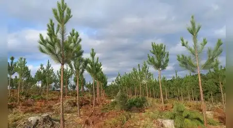 El experimento que cambió una parte de Uruguay: plantaron pinos y 20 años después los ríos transportaban menos agua