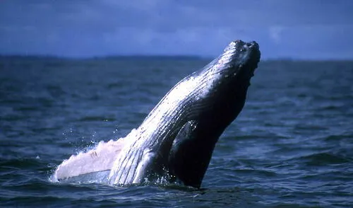 Ballena jorobada