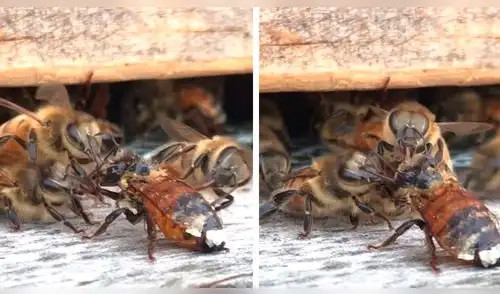 YouTube viral: abeja quedó herida y enjambre fue ayudarla, miles quedan impactados YouTube viral: abeja quedó herida y enjambre fue ayudarla, miles quedan impactados