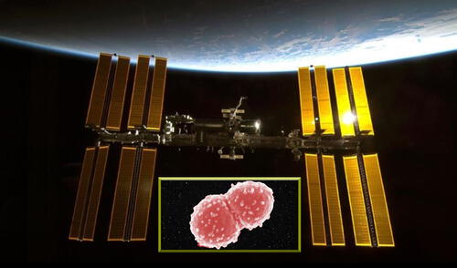 La bacteria D. radiodurans escapó de varios daños morfológicos en el espacio | Foto: Composición LR / EP / Tetyana Milojevic