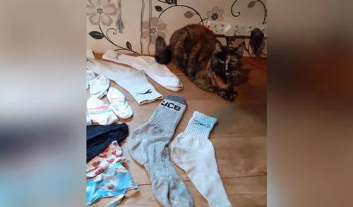 Desliza hacia la izquierda para ver más fotos de los peculiares 'tesoros' que acumula esta traviesa gatita. Foto: Facebook Gata ‘roba’ la ropa interior de sus vecinos para llevarla a su casa