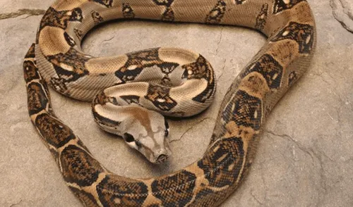 YouTube Viral: Boa con dos cabezas sorprende a científicos [VIDEO]