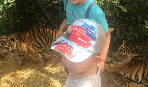 YouTube viral: niños y tigres