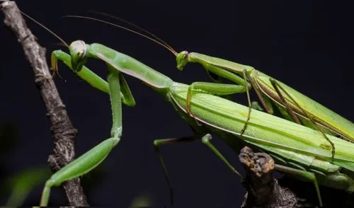 Desliza para ver detalles de este escalofriante viral de YouTube. Foto: Captura. youtube