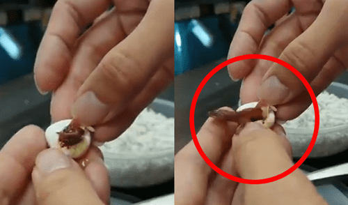 Vía Facebook: increíble nacimiento de lagartija bebé es grabada por veterinario [VIDEO]