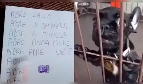 Facebook: Perro sorprende al mundo al "hablar" como humano y pedir que abran su jaula Facebook: Perro sorprende al mundo al "hablar" como humano y pedir que abran su jaula