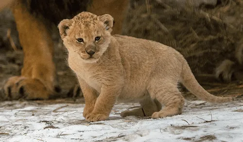 YouTube: pequeño león enternece las redes sociales con “feroz” rugido [VIDEO]