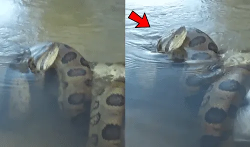 YouTube viral: final de la brutal pelea entre anaconda y cocodrilo deja en shock a usuarios [VIDEO]