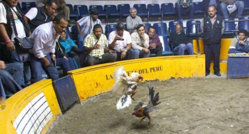 Criadores de gallos de pelea en Arequipa marcharán para defender actividad