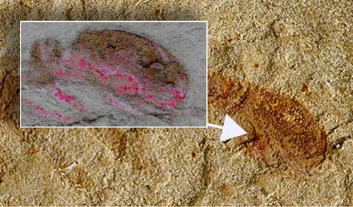 La criatura marina Cardiodictyon catenulum conserva todavía su cerebro fosilizado. Foto: University of Arizona / King's College of Londres