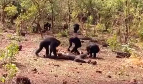 Terrible muerte en YouTube de un chimpancés líder de una manada|VIDEO