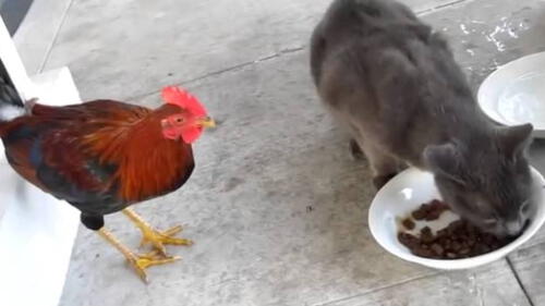 YouTube: Gallo le quiso quitar la comida a un gato hambriento y ocurre extraño fenómeno