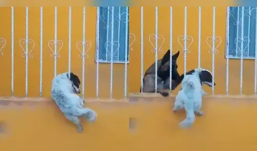 Facebook: perro ayuda a su amigo y conmueve a usuarios [VIDEO]