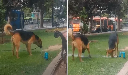 Facebook viral: perros callejeros estaban sedientos y hacen lo imposible para beber agua [VIDEO] 