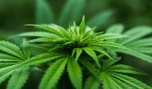 Fabricante de Marlboro apuesta por el negocio del cannabis