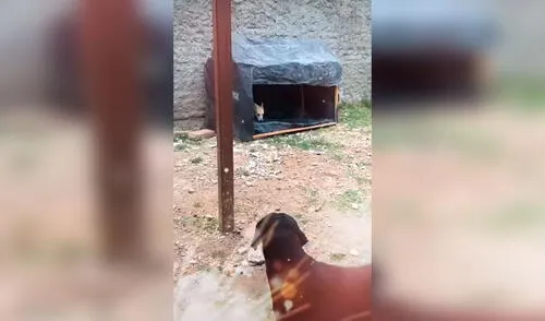 TikTok viral: pareja adopta unos perros de la calle y les construyen una casa de madera