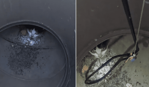 Unos rescatistas salvaron la vida del pequeño felino que estaba atorado en un hoyo. Foto: Facebook Gato