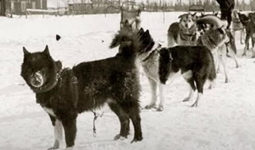 Balto fue reconocido por los pobladores de Nome pero fue Togo quien realizó la mayor parte del trabajo. Foto: Captura/YouTube/Experto Animal