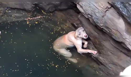 YouTube: perro cayó a pozo, no pudo salir, hasta que sucedió lo impensado [VIDEO]