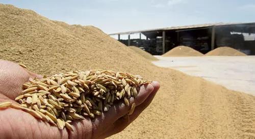 Afectados. En Arequipa los principales afectados son los productores de arroz debido a que proveedores de otras regiones ofrecen precios rebajados. Afectados. En Arequipa los principales afectados son los productores de arroz debido a que proveedores de otras regiones ofrecen precios rebajados.