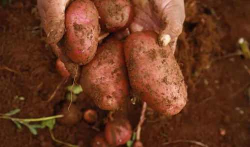 Plantean exportación de papa ante sobreoferta local Plantean exportación de papa ante sobreoferta local