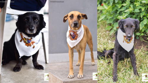 Fotos: Gala Galecio @wantlovaart