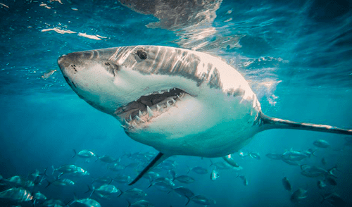 Surfista muere tras brutal ataque de tiburón en isla francesa