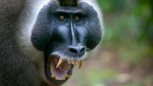 Anciana muere atacada por una manada de monos salvajes en la India