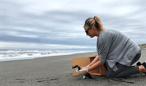 YouTube viral: reacción de un pingüino bebé al ser liberado enternece las redes [VIDEO] 