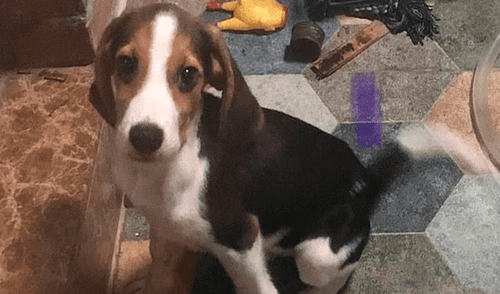 Perrito llora al ver que su dueño aplastó su plato de metal con el auto