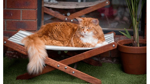 Conoce a Omar, el gato de 1,20 metros que compite por ser “el más grande del mundo”