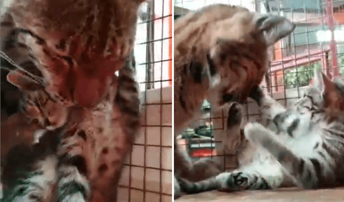 Lince que adoptó unos osos, ahora cría a un pequeño gato dentro de un zoológico [VIDEO]