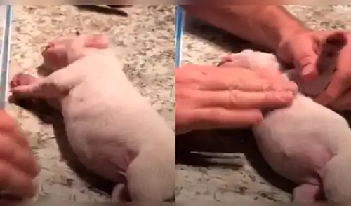 YouTube viral: cachorra nace muerta y dueño hace lo impensado para resucitarla [VIDEO]