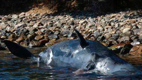 Ballena preñada muere con 22 kilos de basura plástica en estómago [FOTOS]
