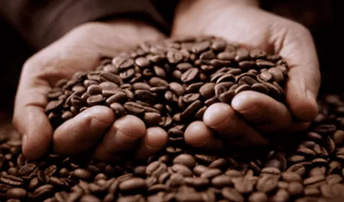 Perú se posiciona como principal proveedor de café orgánico de Estados Unidos Perú se posiciona como principal proveedor de café orgánico de Estados Unidos