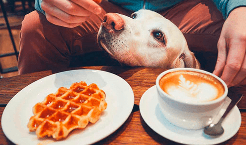 El primer café de Madrid pet friendly con cachorros en adopción [VIDEO]