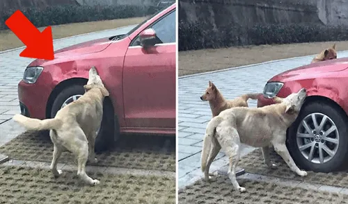 Facebook viral: chofer agrede un perro que regresa con su pandilla para destrozar su auto [FOTOS] 