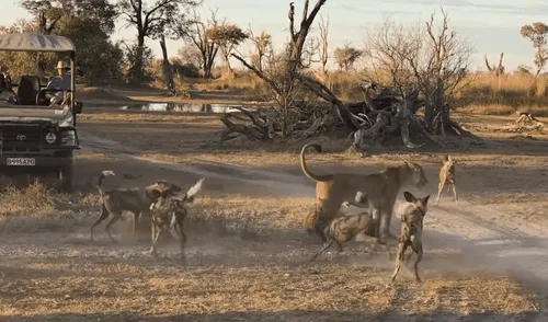 YouTube: Leona se enfrenta a perros salvajes para salvar a su cachorro