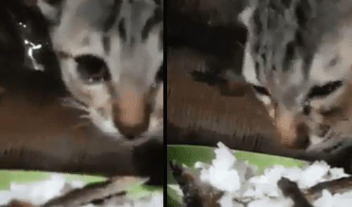 Facebook: gatito callejero sorprende al llorar mientras come una ración de arroz [VIDEO]