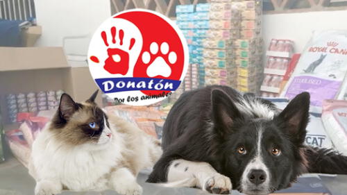 Faltan pocos días para colaborar con el primer Donatón para animales callejeros [VIDEO]