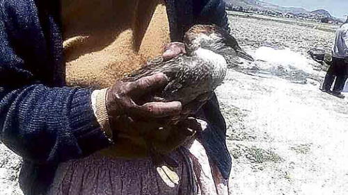 Mortalidad en el lago. Mortalidad en el lago.