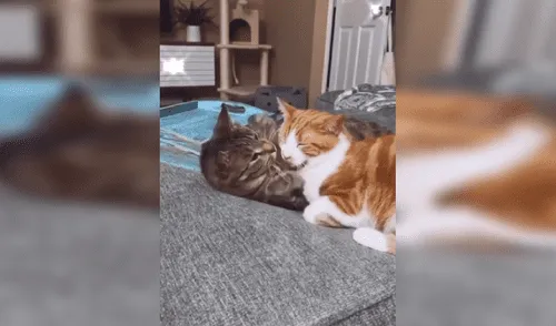 Facebook viral: deja a sus gatos solos en casa y al regresar los encuentra en una conmovedora escena [VIDEO]