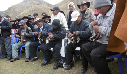 Huancavelica: Realizan feria vicuñera por aniversario de la comunidad de Tansiri