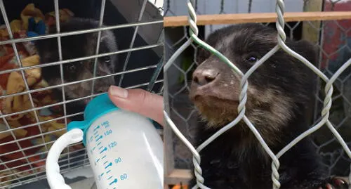 Por su corta edad, la osezna requiere una dieta basada en fórmula láctea. Foto: Serfor.