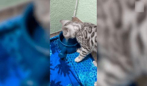 Gatito se moja una pata y regaña a su tazón de agua por su tropiezo