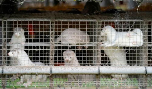 Detectan en Francia un primer criadero de visones con mutación de la COVID-19