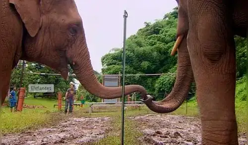 YouTube: Desafían a elefantes con curioso experimento de inteligencia [VIDEO]
