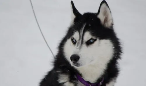 Twitter: Particular fotografía de perro siberiano al que afeitaron casi todo el cuerpo se viraliza 